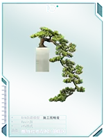 植物10罗汉松倒挂